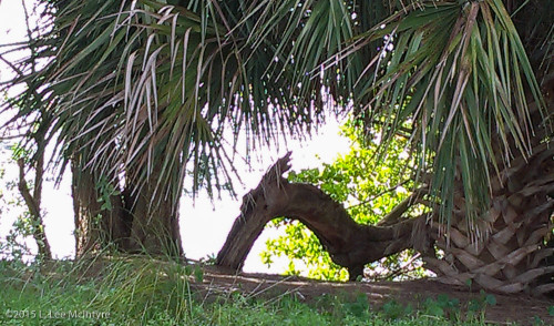 "Creature" under the palms