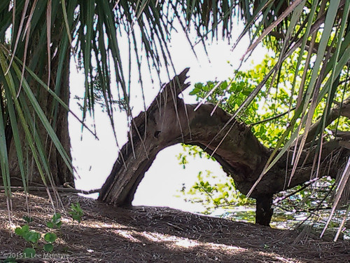 "Creature" under the palms (closer look)