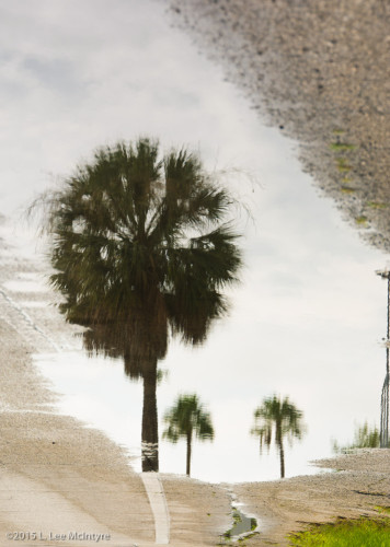 Playful Palms Photo #2 Melbourne FL
