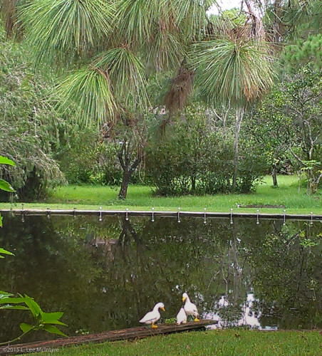 Tree reflection in pond