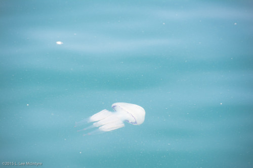 Jelly Fish Photo #2, Trieste