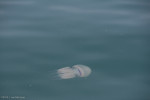 Jelly Fish Photo #3, Trieste