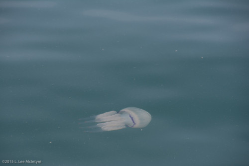Jelly Fish Photo #3, Trieste