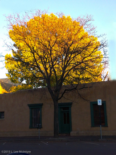 A tale of two trees, Santa Fe, NM