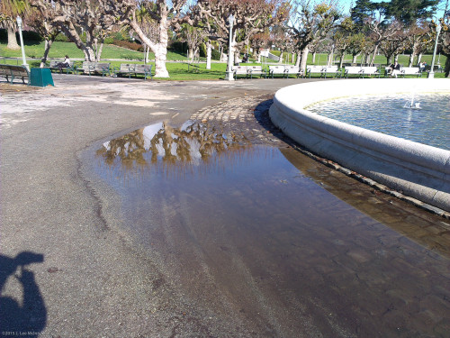 Puddle photographer