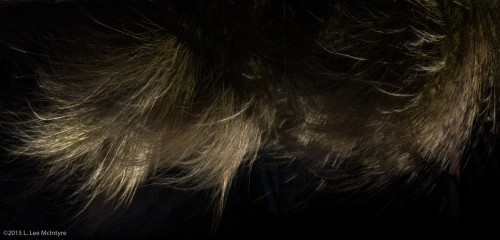 "Light as a Feather," Santa Fe