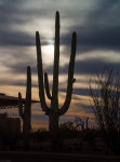 Saguaros at Sunset, Arizona