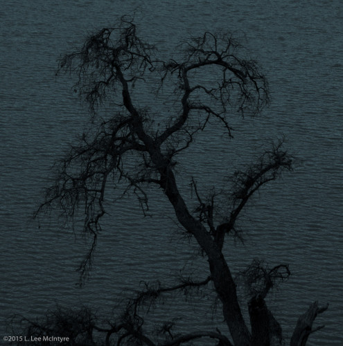 Tree and water
