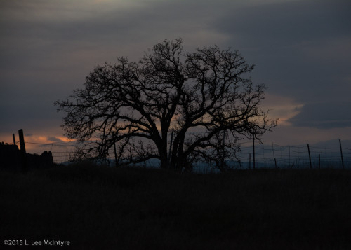 Tree at Sunset
