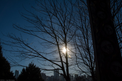 Sun, tree, and skyline, Vancouver