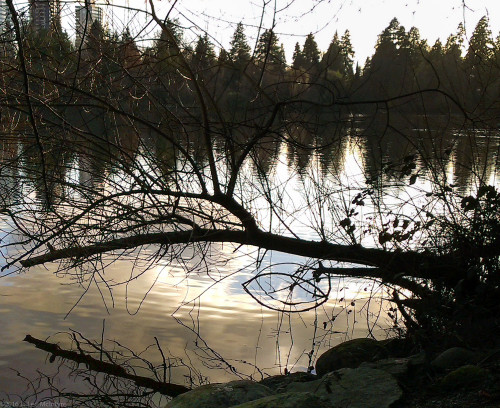 Mysterious Tree - Photo #2