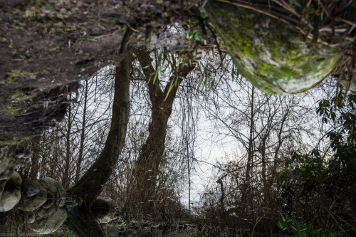 Trees in the forest, Stanley Park