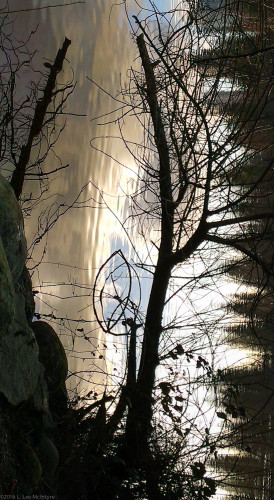 Mysterious Tree - Photo #1
