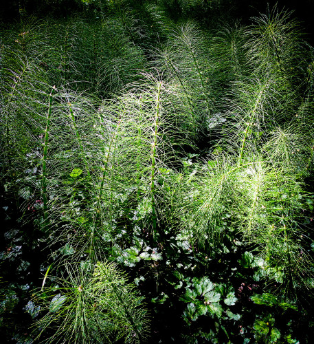 Forest plants in the sun, Seattle