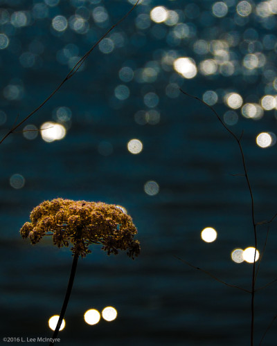 Sunlight sparkle #1, Arcata, CA