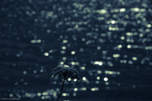 Sunlight sparkle #3, Arcata, CA