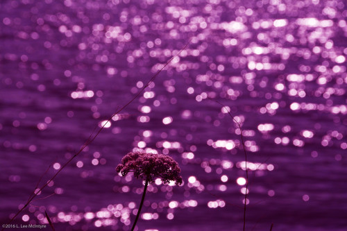 Sunlight sparkle #2, Arcata, CA