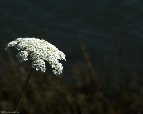 Marsh Flower, Arcata, CA