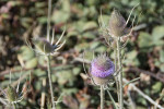 More purple marsh flowers, Arcata, CA