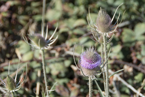 More purple marsh flowers, Arcata, CA